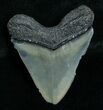 Bargain Megalodon Tooth - Peace River, FL #6371-1
